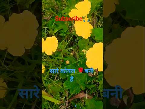 सारे कोयल ♥️बनी है#viral #shortvideos #trending #viralvideo #newvideo #trandingshorts #natu