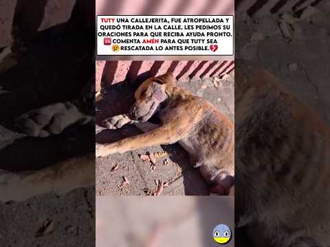 Tuty necesita ayuda🆘😢