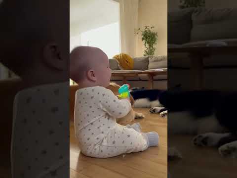 Baby playing with her dogs #dogshorts #cute #animals