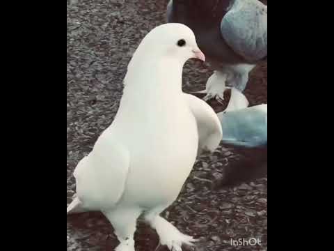 Kabootri ❤️ Masti #haryanvisong #haryanvi #dance #viral #pigeon #kabootarba #kabutar #birds