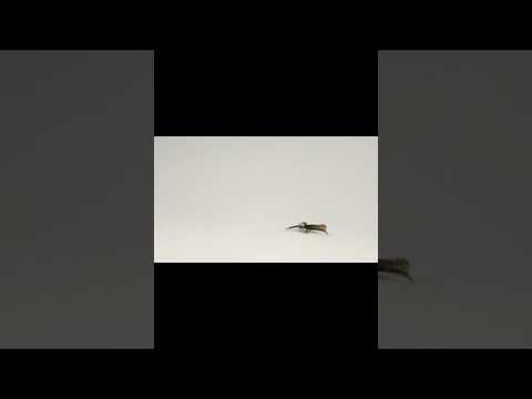Watch ticks fly through the air via the power of static electricity
