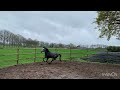 Show jumping horse 3 jarige schimmel merrie