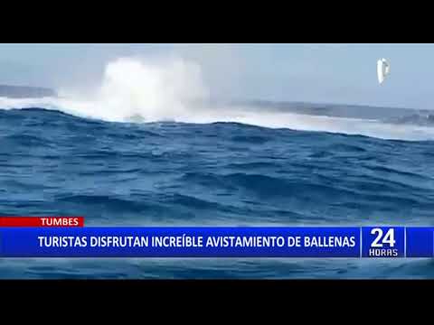 Turistas disfrutaron del avistamiento de ballenas en Tumbes