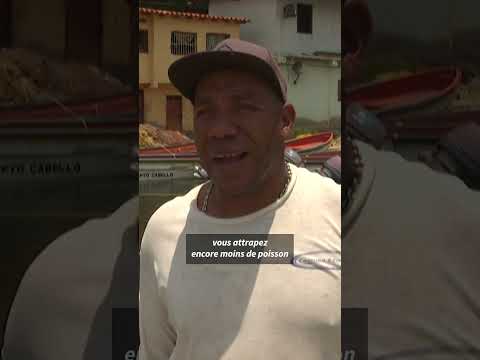 Les méduses envahissent le Venezuela, pour le plus grand malheur des pêcheurs locaux