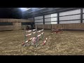 Show jumping horse The full package: ongecompliceerde hengst met veel vermogen & the looks