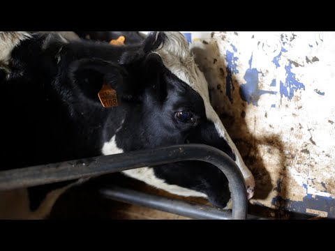 Ordeño de vaca en una granja