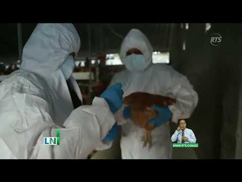 Se confirma un nuevo brote de gripe aviar