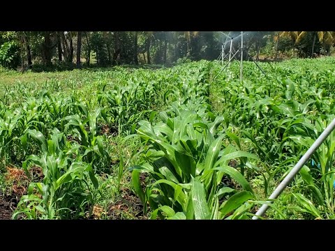 Promueven producción de sorgo y maíz en Rivas