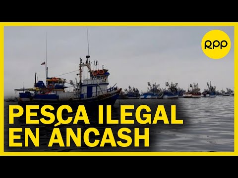 Pesca ilegal en Áncash: La extracción de especies juveniles que termina en fábricas clandestinas