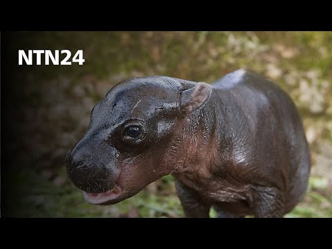 Fue presentado un hipopótamo pigmeo, especie en peligro de extinción, en República Checa