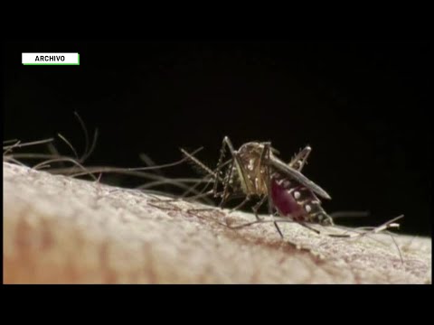 Casos de dengue aumentaron 500 % en Antioquia - Teleantioquia Noticias
