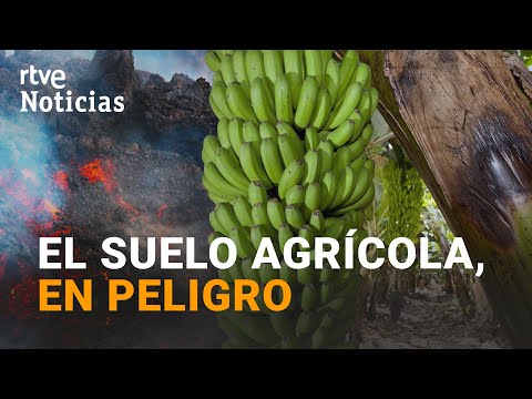 LA PALMA: La LAVA ARRASA los cultivos de PLÁTANO y amenaza la economía de MILES DE FAMILIAS | RTVE