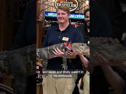Wally, an emotional support alligator, is missing in Georgia