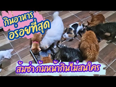 ทุกๆชีวิตกินข้าวอย่างอร่อย|ส