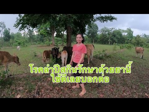 โรคลำปีสกนิรักษาด้วยยา3ชนิดนี้ โรคลำปีสกนิรักษาด้วยยา3ชนิดนี้