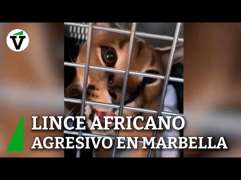 Lince africano potencialmente peligroso detectado en un jardín en Marbella