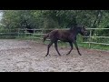 حصان الفروسية BOD GEVRAAGD op mooi Zwart merrieveulen