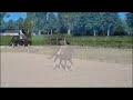 Dressuurpaard Zeer brave fijn te rijden sport merrie van Dark Pleasure