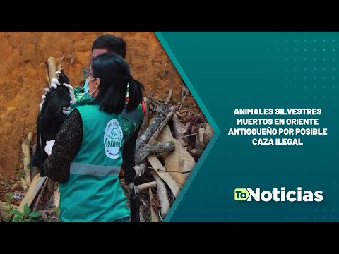 Animales silvestres muertos en Oriente antioqueño por posible caza ilegal - Teleantioquia Noticias