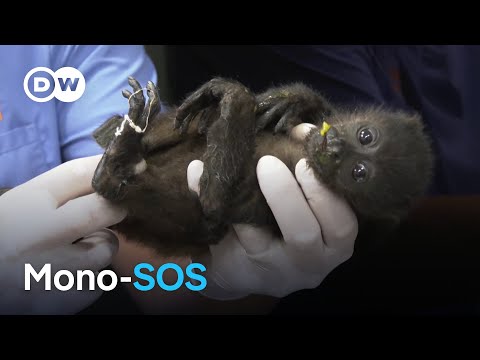 Una App en Costa Rica para salvar a los primates electrocutados