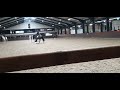 حصان الفروسية Leuke sport/fokmerrie Toto Jr x Rubiquil  (nu drachtig)