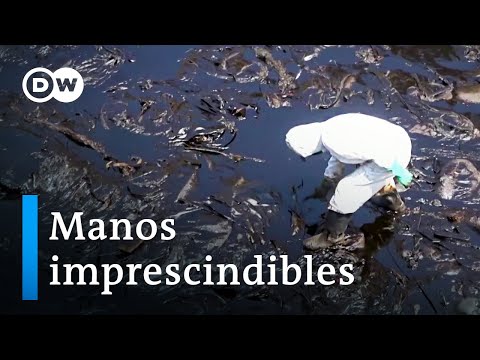 Cada vez más voluntarios ayudan a limpiar la Bahía de Callao