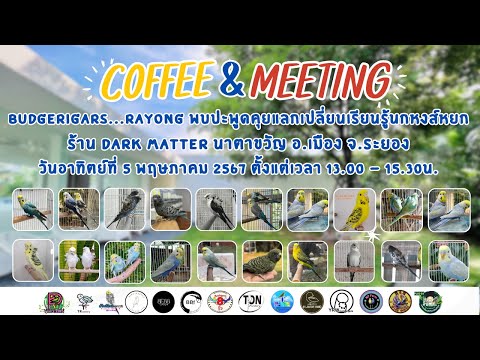 Coffee&MeetingBudgerigarsR