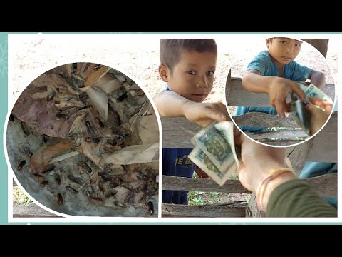 ชื้อแมงจิโป่มนำน้องๆ7โตต่อ3บาท ชื้อแมงจิโป่มนำน้องๆ7โตต่อ3บาท