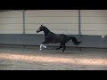 Dressage horse Goed Sportpaard!!