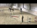 Show jumping horse Springpaard