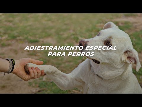 Nicaragua: Adiestramiento especial para perros