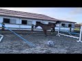 Cheval de CSO Breeding mare pregnant of filou de muze for sale