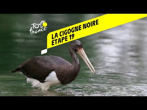 Tour de France 2020 : Étape 19 - La cigogne noire