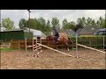Show jumping horse 3,5  jarige merrie