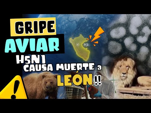 GRIPE AVIAR H5N1 MUTA  ? PERÚ CONFIRMA MUERTE DE LEÓN !!