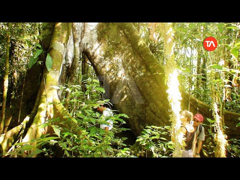 Turismo en Sucumbíos muestra los árboles más antiguos de la Amazonía