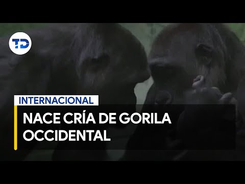 Nace cría de gorila occidental en Zoológico de Londres