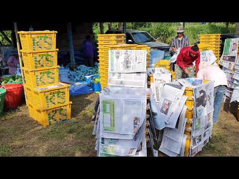 เก็บมะละกอส่งตลาดไท-ประเดิมฤดู เก็บมะละกอส่งตลาดไท-ประเดิมฤดู