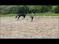 Dressage horse Chic 3 year old mare