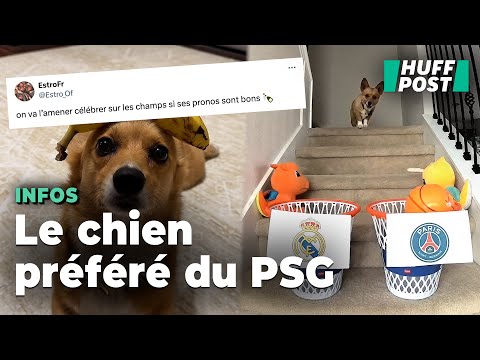 Ligue des champions : Pourquoi ce chien est la coqueluche des supporters du PSG