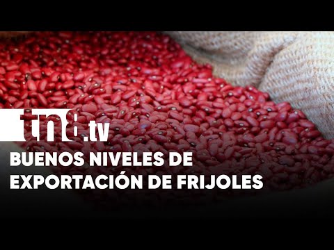 Gran exportación de frijoles en Nicaragua: 1.2 millones de quintales a la fecha