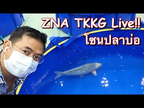 โซนปลาใหญ่-ZNA-TKKG-2022-Live!