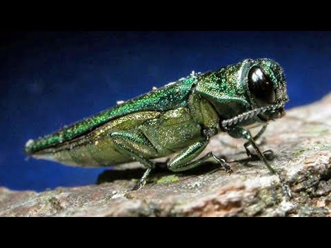 Invasive Emerald Ash Borer beetle spreading in North Texas, including Fort Worth Botanical Gardens