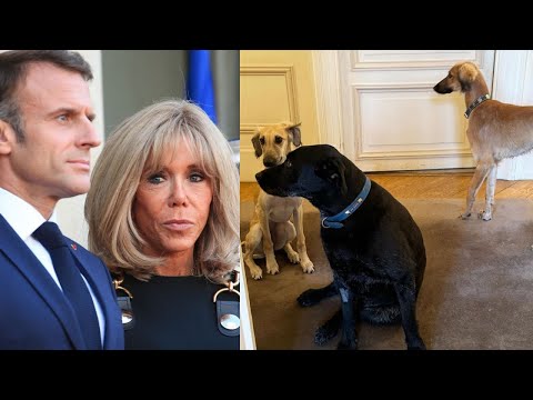 Brigitte et Emmanuel Macron : voici à quoi ressemblent leurs deux nouveaux chiens, Jeanne et Jules