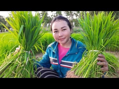 ถอนกล้านาโคกวันแรก🇱🇦ຫລົກກ້ານາໂ ถอนกล้านาโคกวันแรก🇱🇦ຫລົກກ້ານາໂ
