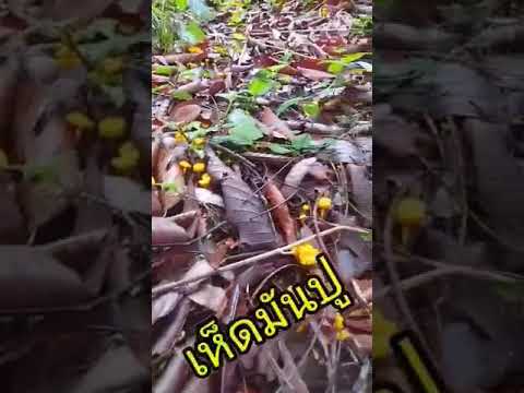 เห็ดมันปู เห็ดมันปู