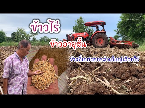 หว่านข้าวไร่ข้าวอายุสั้นที่เ