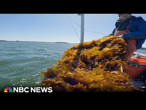 Exploring the popularity of kelp and its benefits for people and the environment