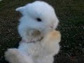 Julia's Litter #2 ~ 3 Weeks Old ~ Baby Holland Lop Bunnies