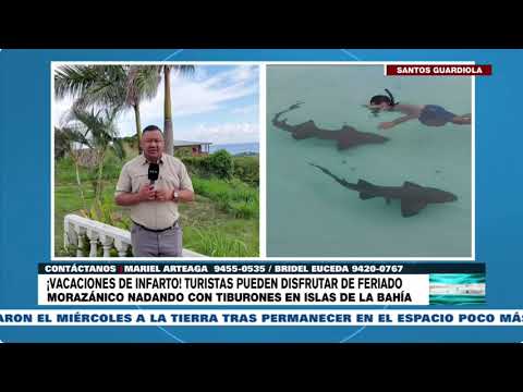 ¡Para valientes! Turistas pueden nadar con tiburones, esta Semana Morazánica en Islas de La Bahía